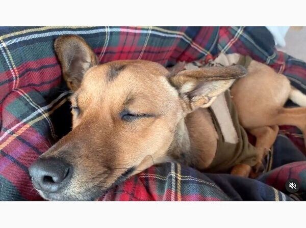 飼い主さんの膝の上でお昼寝するハロちゃん