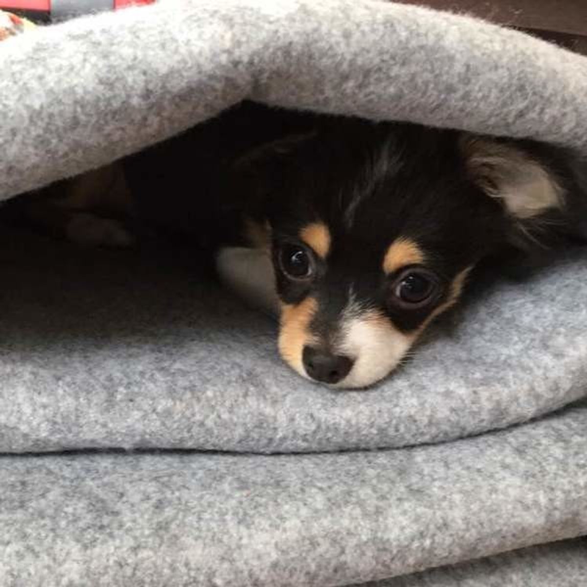 家の犬のニオイよさらば 家電とお掃除テクで簡単ニオワセナイ術 いぬのきもちweb Magazine 家の犬のニオイよさらば 家電とお掃除テクで簡単ニオワセナイ術 いぬのきもちweb Magazine