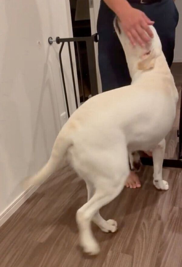 飼い主さんを出迎えるイソくん