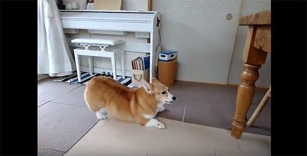 威嚇するコーギー