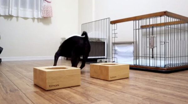 ご飯に興奮するフレンチ・ブルドッグとパグ