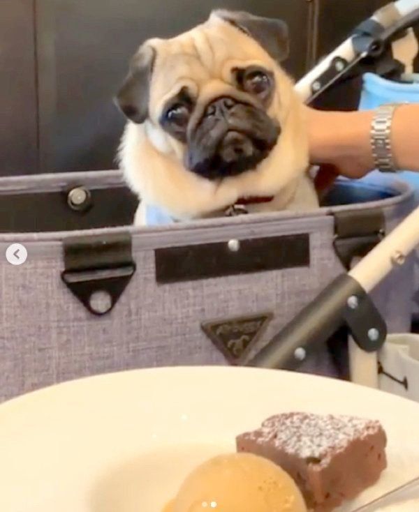 かわいく首を傾げるパグ