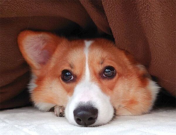 見つめるルーシーちゃん