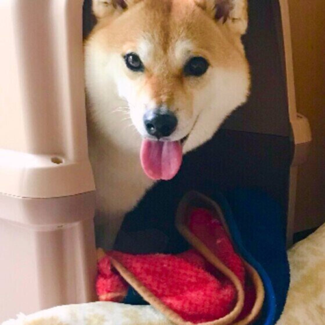 獣医師監修 犬にキャベツを与えても大丈夫 キャベツを食べるメリットと与え方を解説 いぬのきもちweb Magazine 獣医師監修 犬にキャベツを与えても大丈夫 キャベツを食べるメリットと与え方を解説 いぬのきもちweb Magazine