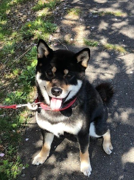 かん太　柴　オス