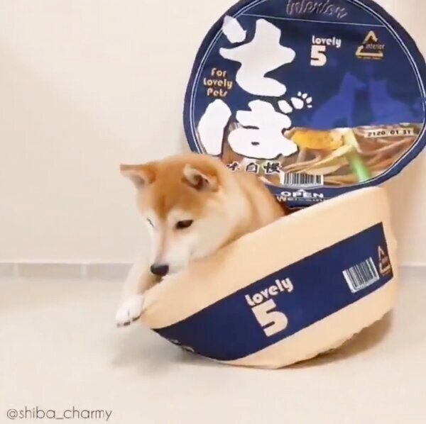「そば」と書かれたペットベッドに入るチャーミーちゃん
