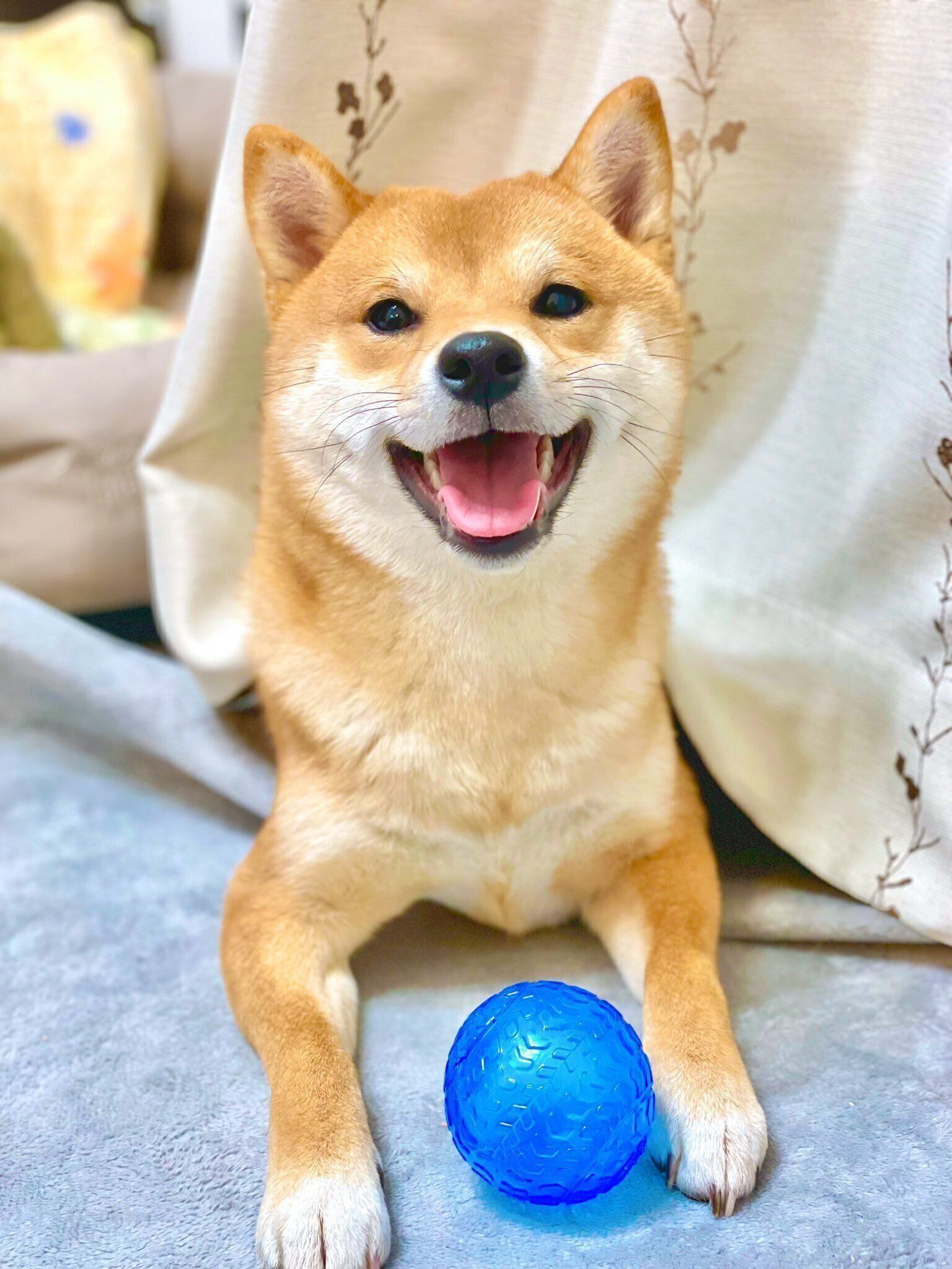 ニコニコなおかかくん