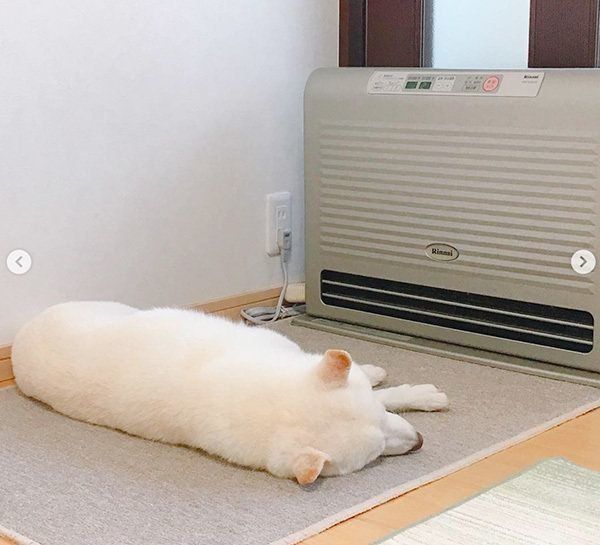 ヒーターの前で眠る柴犬