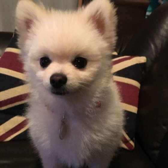 おすわりするポメラニアン