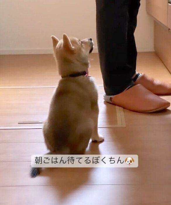 ごはんを待つまるくん