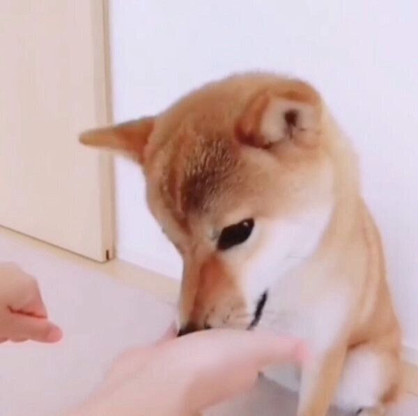 おやつを持っている手を当てたコマリちゃん