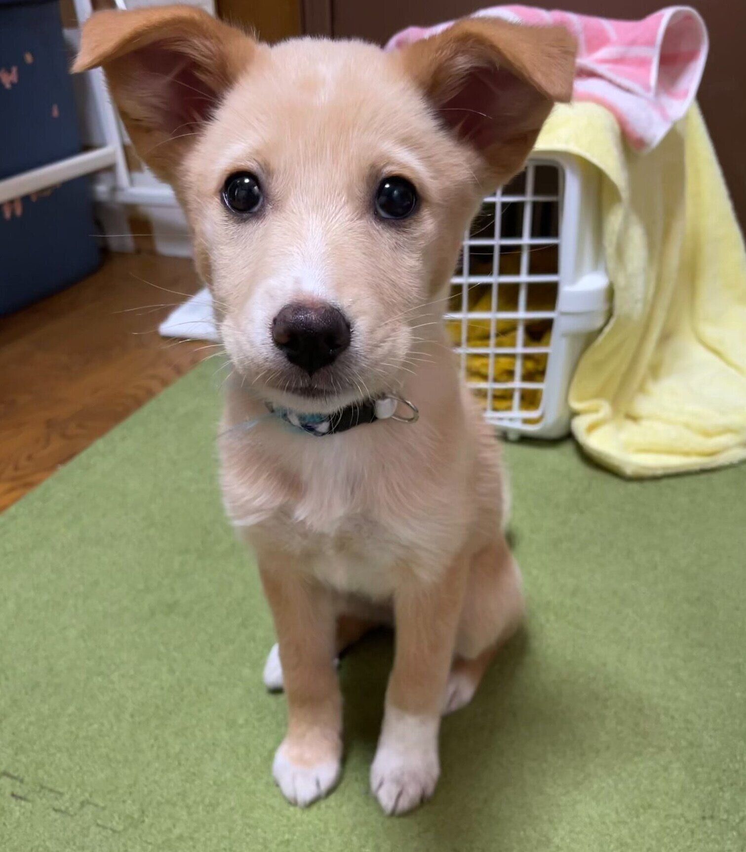 お迎えして2〜3カ月が経ったころに撮影したなつ子ちゃん
