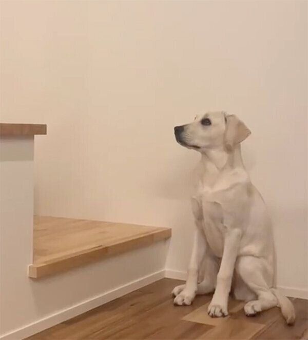 出待ちするれもんちゃん