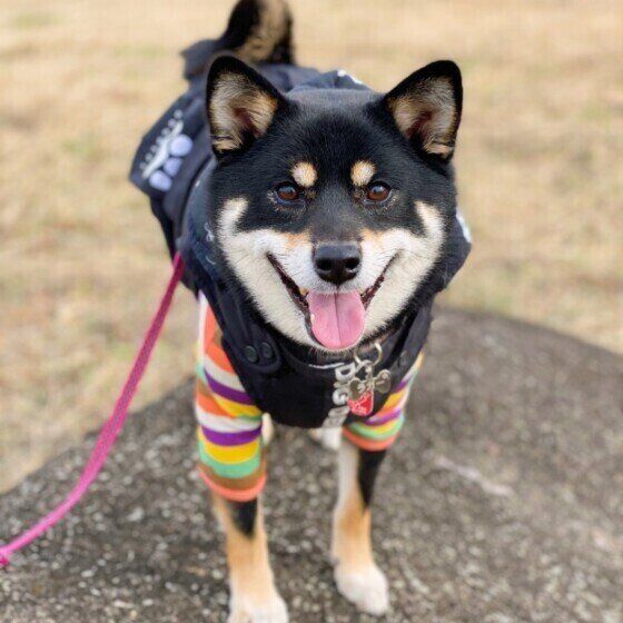かわいい笑顔の柴犬