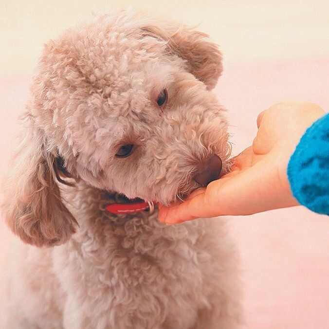 食べやすいように指先にフードをのせ、ニオイをかがせて食べたらやさしくほめましょう