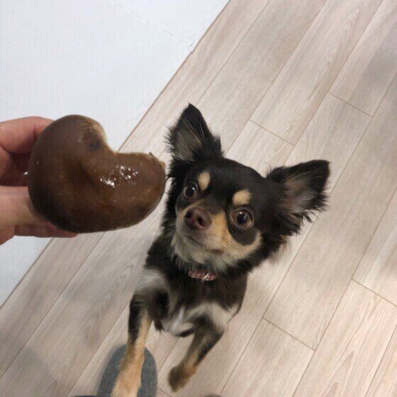 ハート型のしいたけを見つめるチワワ