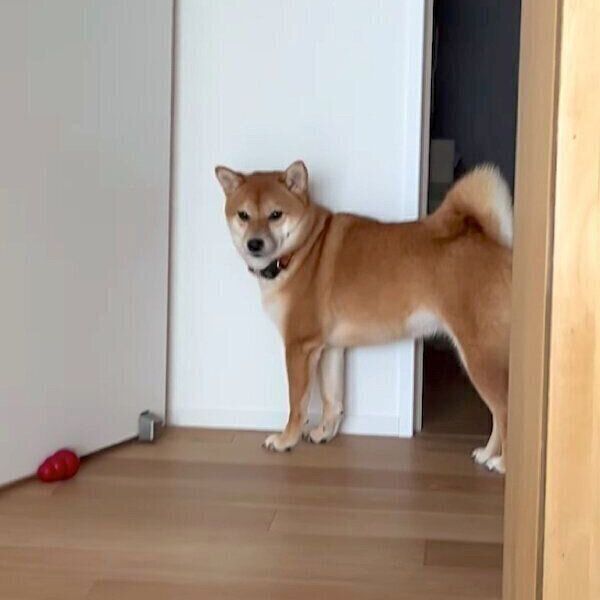 寝室にパパさんを閉じ込めてしまったあんこちゃん