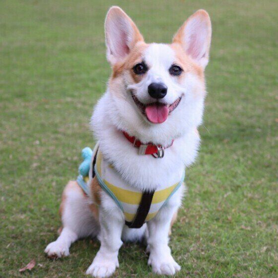 ウェルシュ・コーギー・ペンブローク