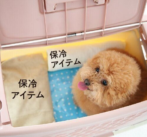 交通機関の〝外〞が暑いのでクレート内の保冷対策は万全に