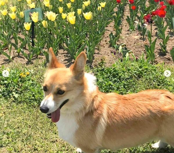 元保護犬・コーギーのゆずちゃん