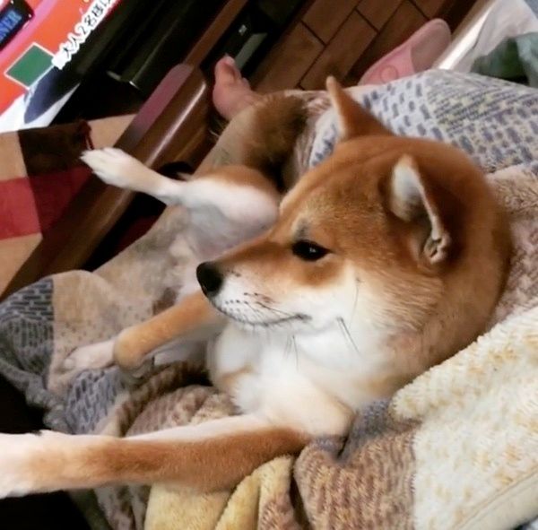 テレビを観る柴犬