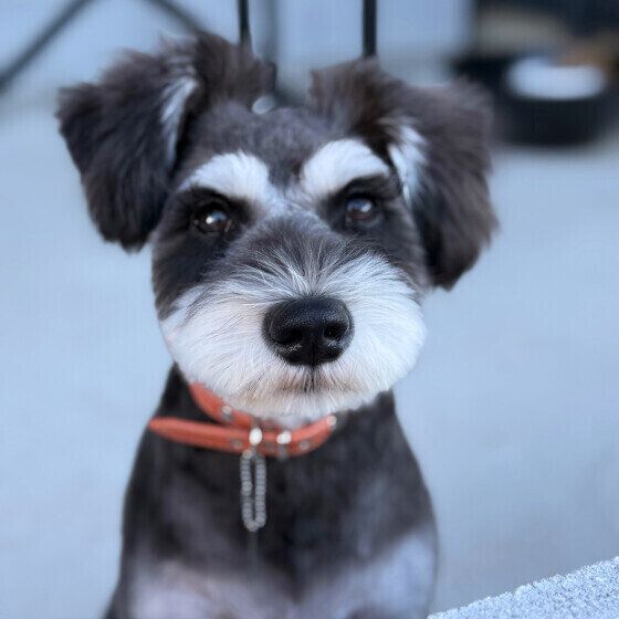 ミニチュア・シュナウザーのあびちゃん