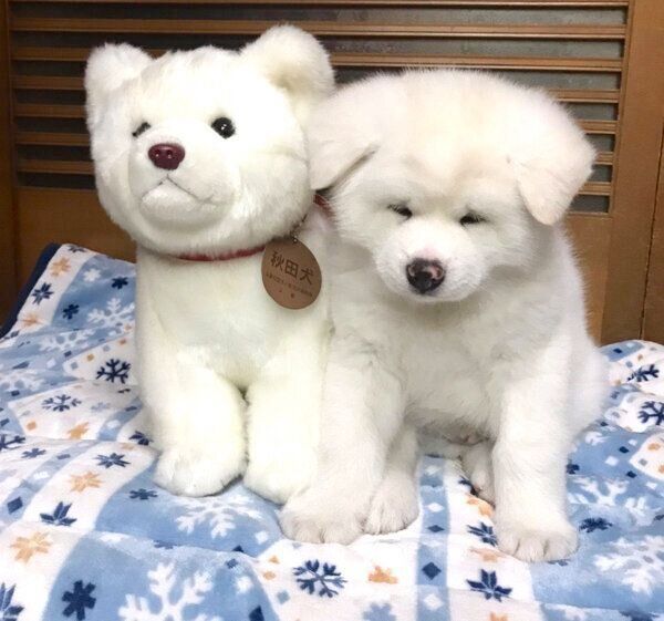 お迎えした日の心くん