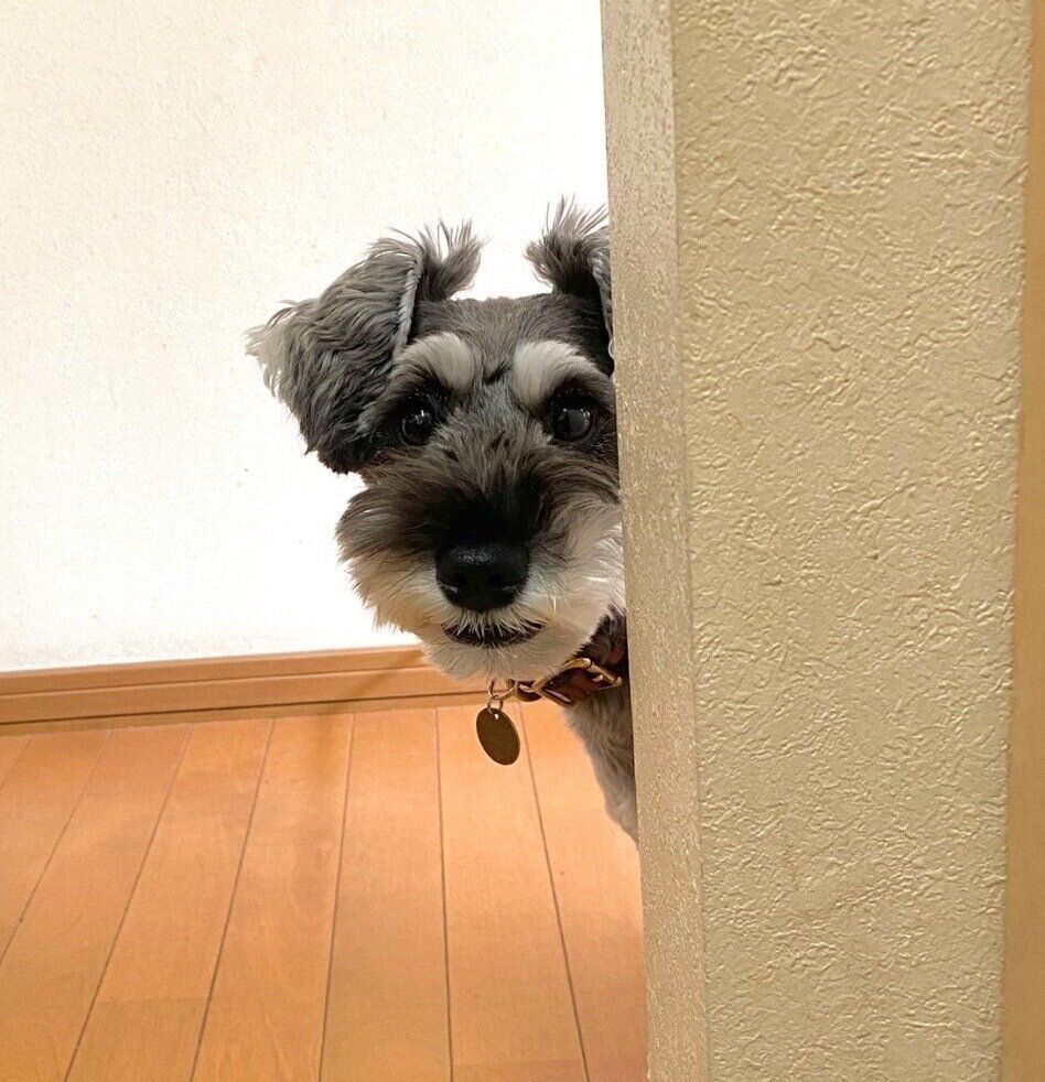 顔をひょっこり出すモチくん