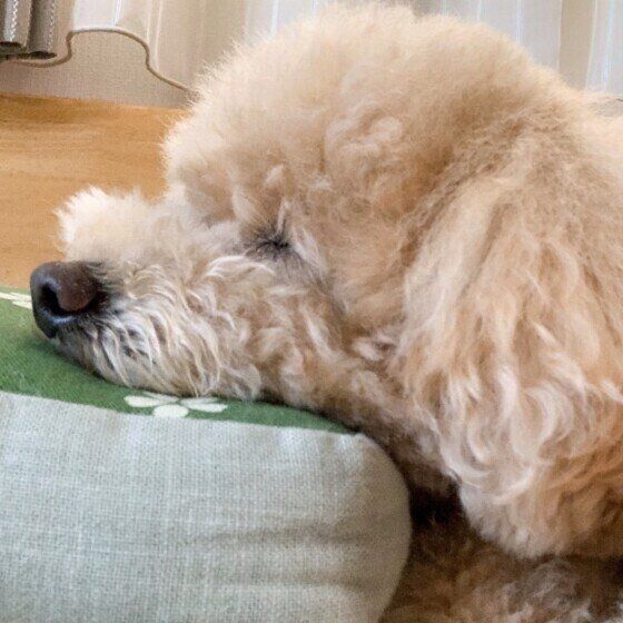 眠るトイ・プードル