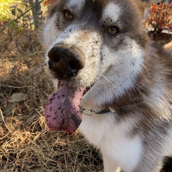 犬が穴を掘る理由とは？ 犬のほりほり対処法 シベリアン・ハスキー いぬのきもち