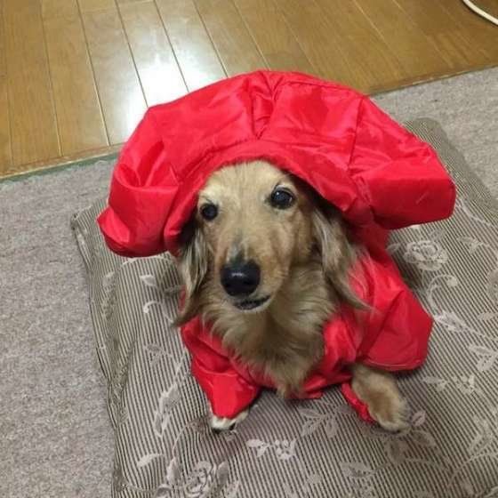 ダックス・くー・還暦