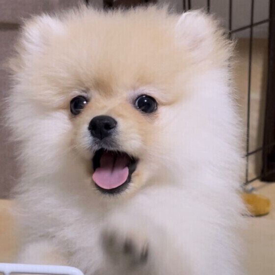 ポメラニアンの子犬
