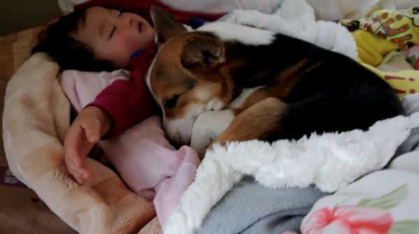 添い寝するコーギー