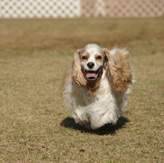 ドッグランで走るリタちゃん（アメリカン・コッカー・スパニエル）