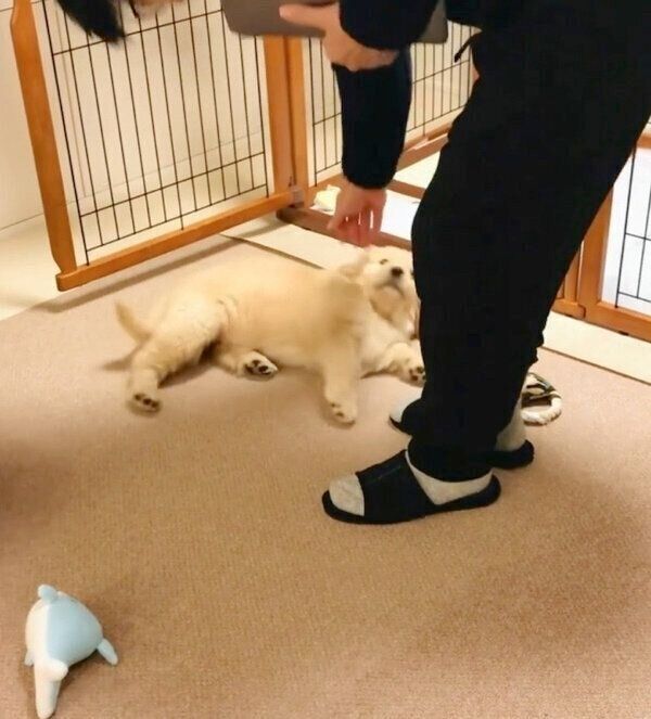 寝る時間なのに遊びたくなってしまったコメちゃん