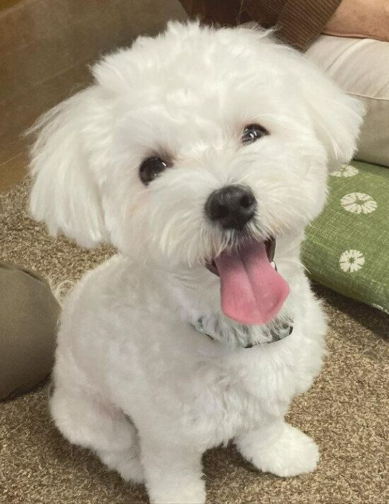 マルチーズ×ポメラニアンMIXのらむだくん