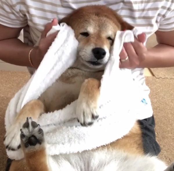 雨で濡れちゃった豆柴