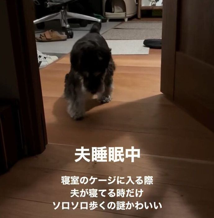 そろそろと歩くひじきちゃん
