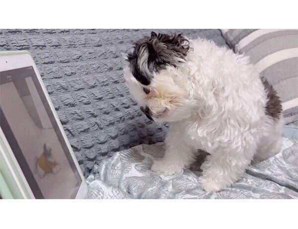 動画を見るハラミちゃん