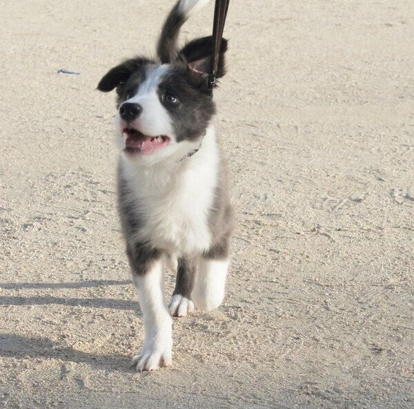 元気にお散歩をするルイスくん