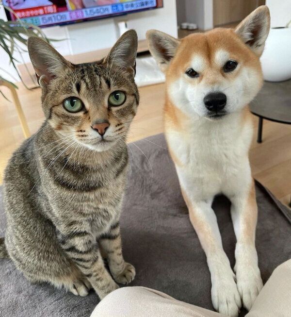 見つめるHaluくん、Mugiくん