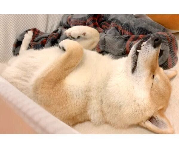 ぐっすりと眠る味噌ちゃん