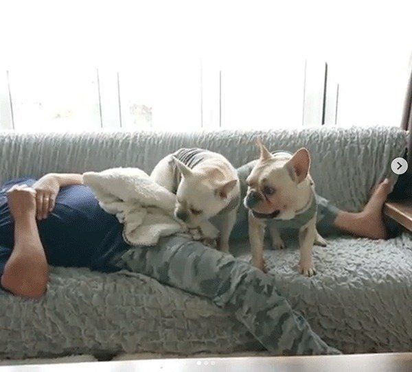 毛布を運ぶフレンチ・ブルドッグ