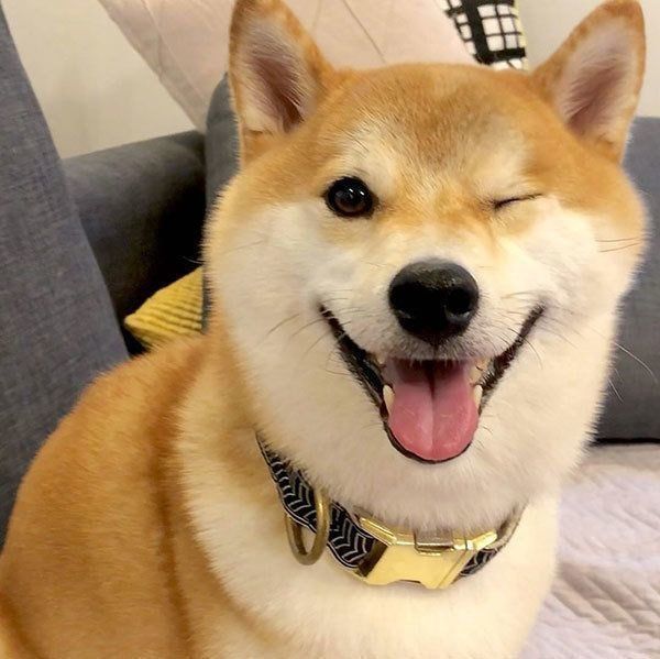 柴犬のこてつくん