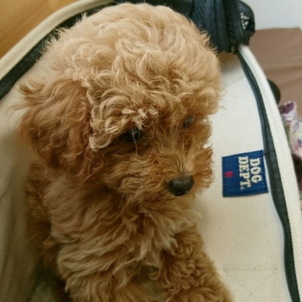獣医師監修 犬のイボ しこり 悪性 良性 色や形別の原因 対処法 いぬのきもちweb Magazine 獣医師監修 犬のイボ しこり 悪性 良性 色や形別の原因 対処法 いぬのきもちweb Magazine