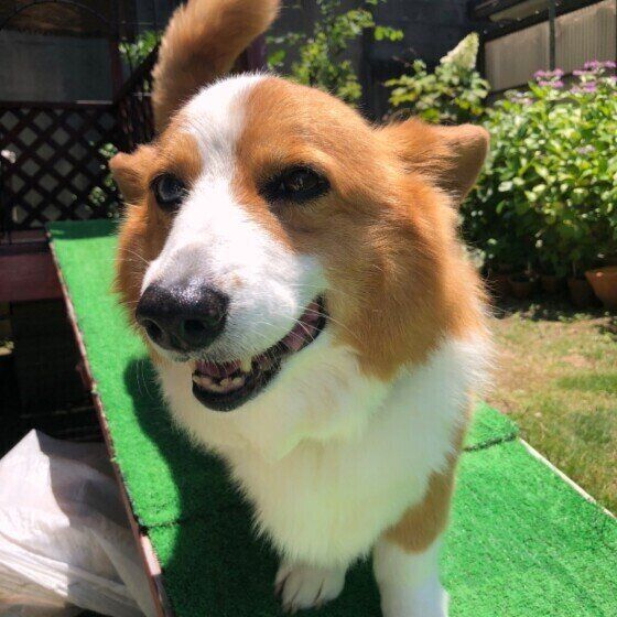 こゆきちゃん（ウェルシュ・コーギー・ペンブローク）