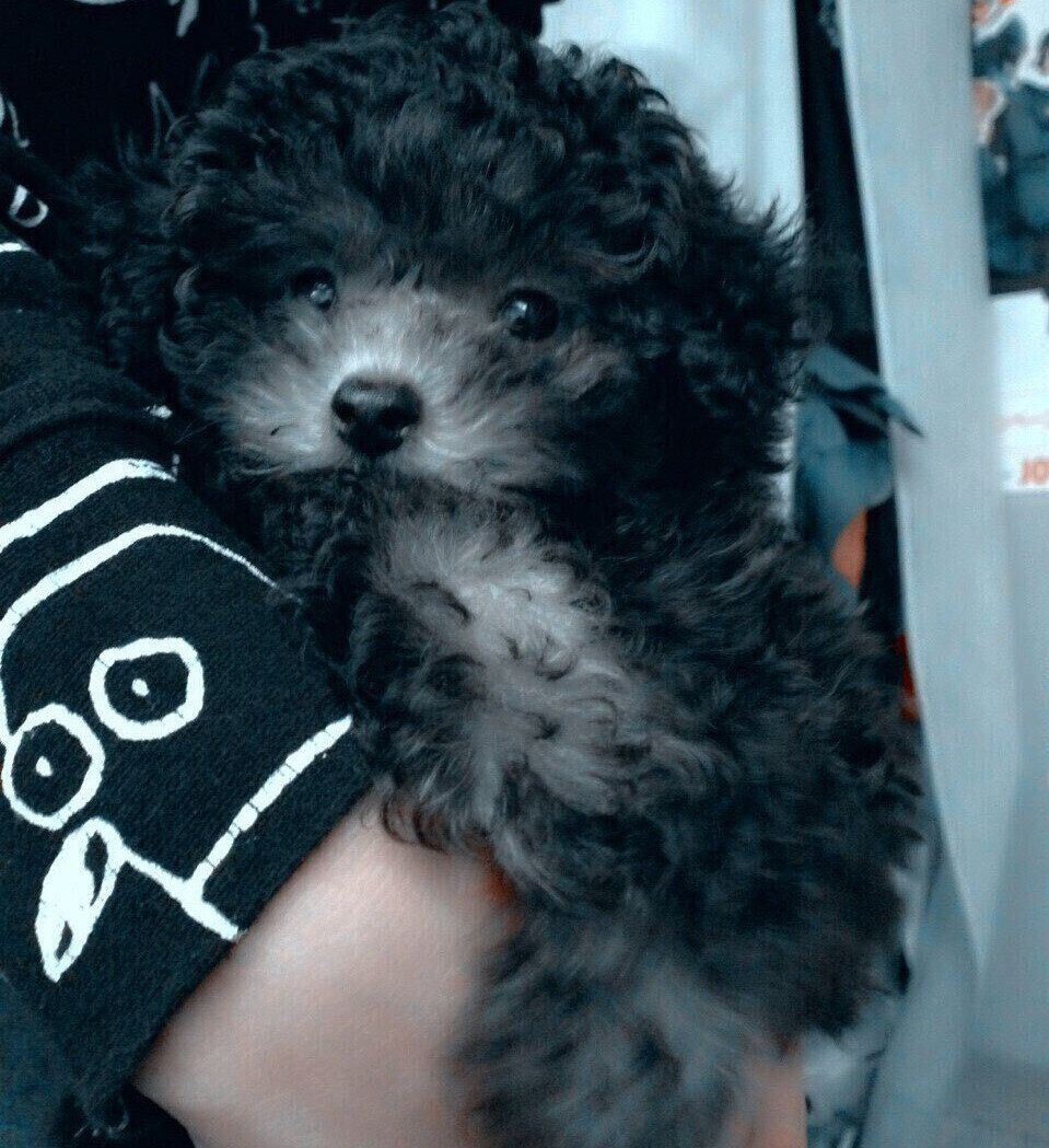 トリミングに行く前のくぅちゃん