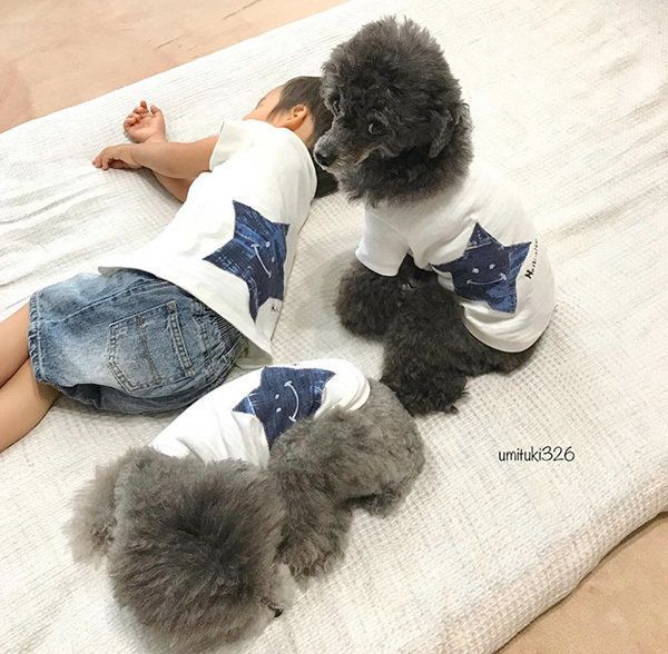 トイ・プードルと子ども