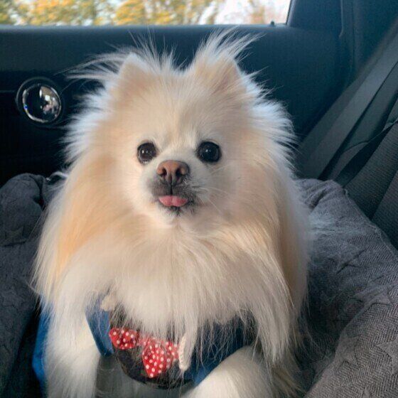 ポメラニアンのモコくん