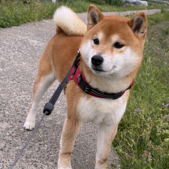 お散歩中の柴犬